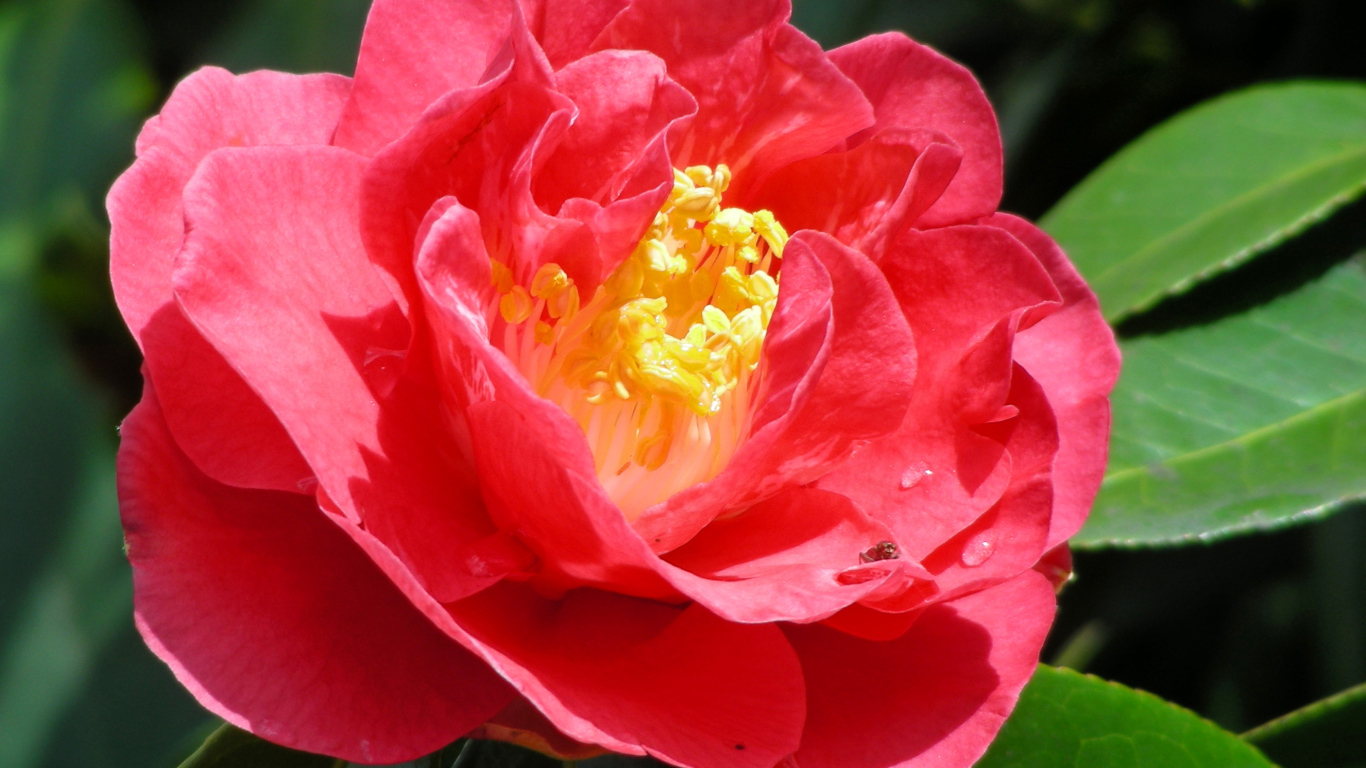 Крупный розовый цветок камелия