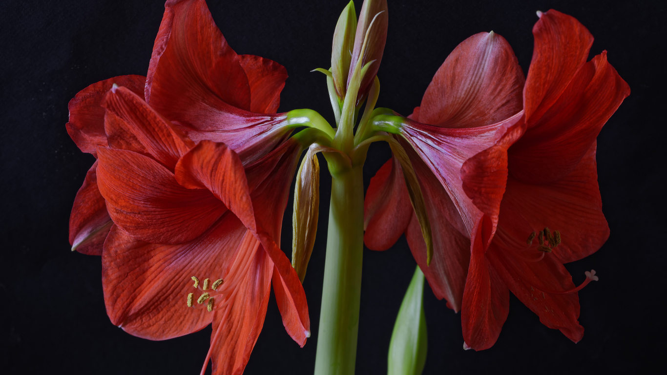 Крупные красные цветы Амариллис на черном фоне