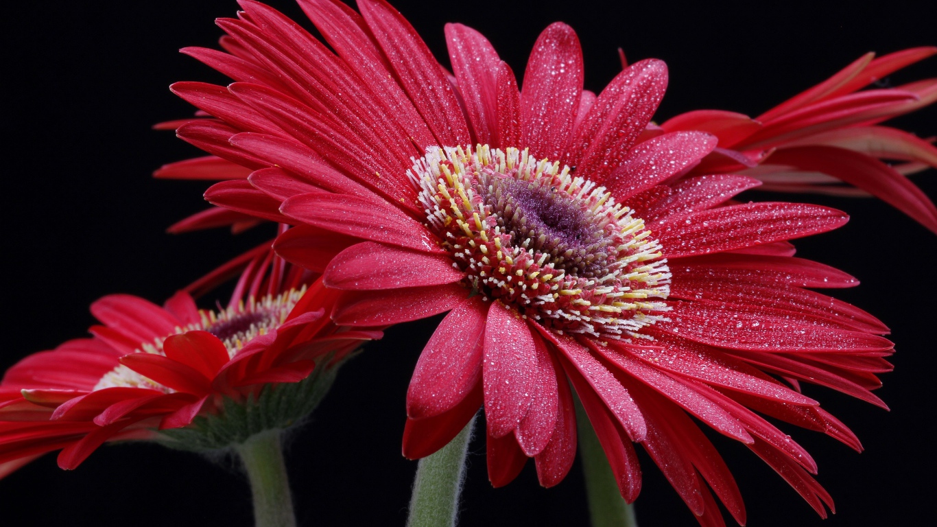 Крупная красная гербера с капельками воды на лепестках