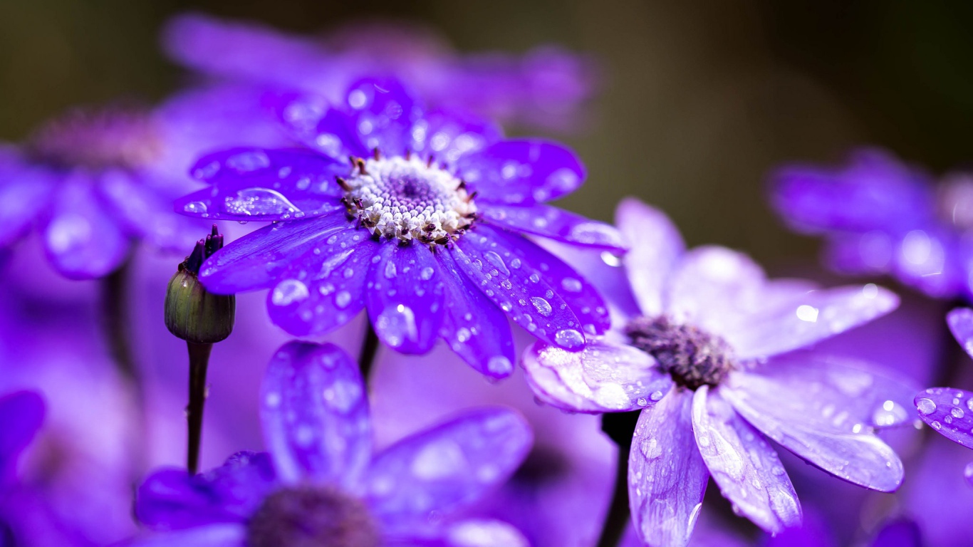 Сиреневые садовые цветы в каплях росы