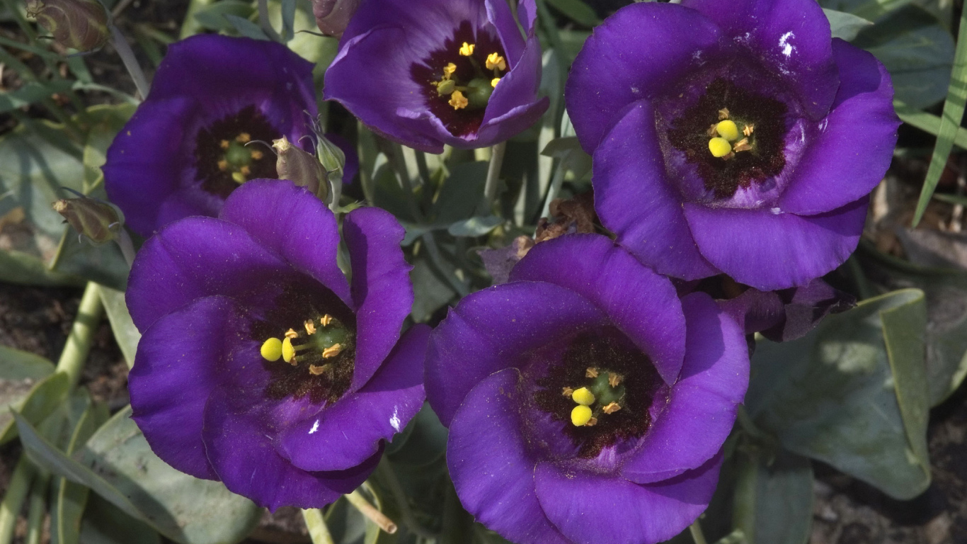 Сиреневый цветок Эустома крупным планом 