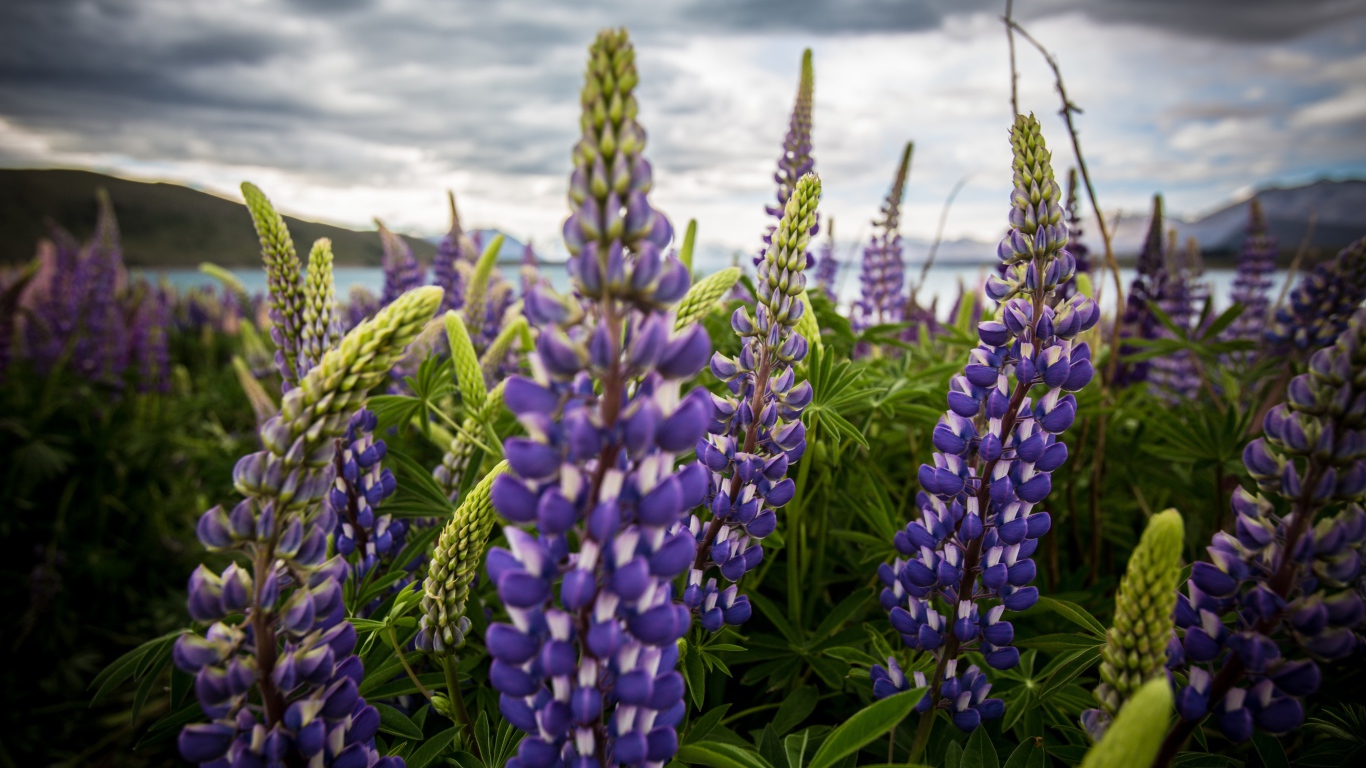 Сиреневые цветы люпины под пасмурным небом 