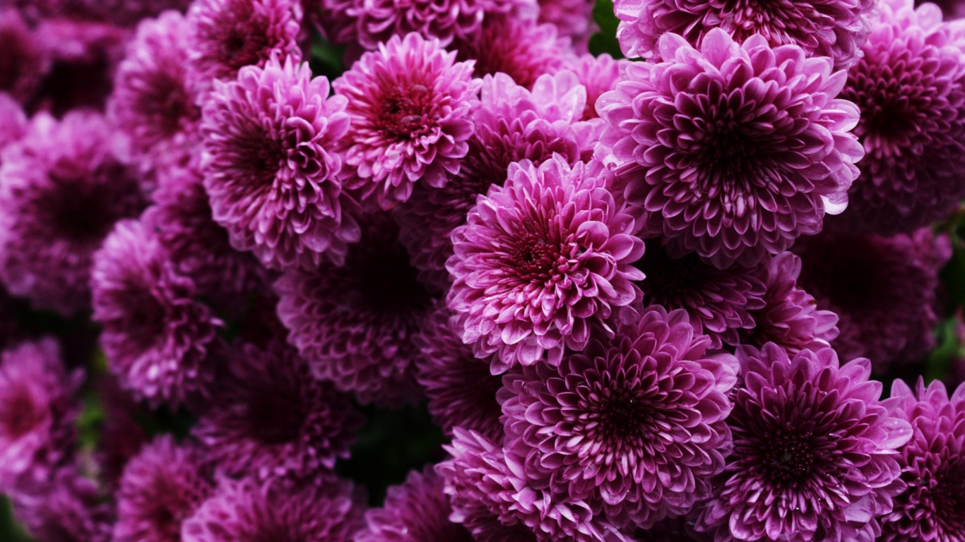 Пышные сиреневые хризантемы 