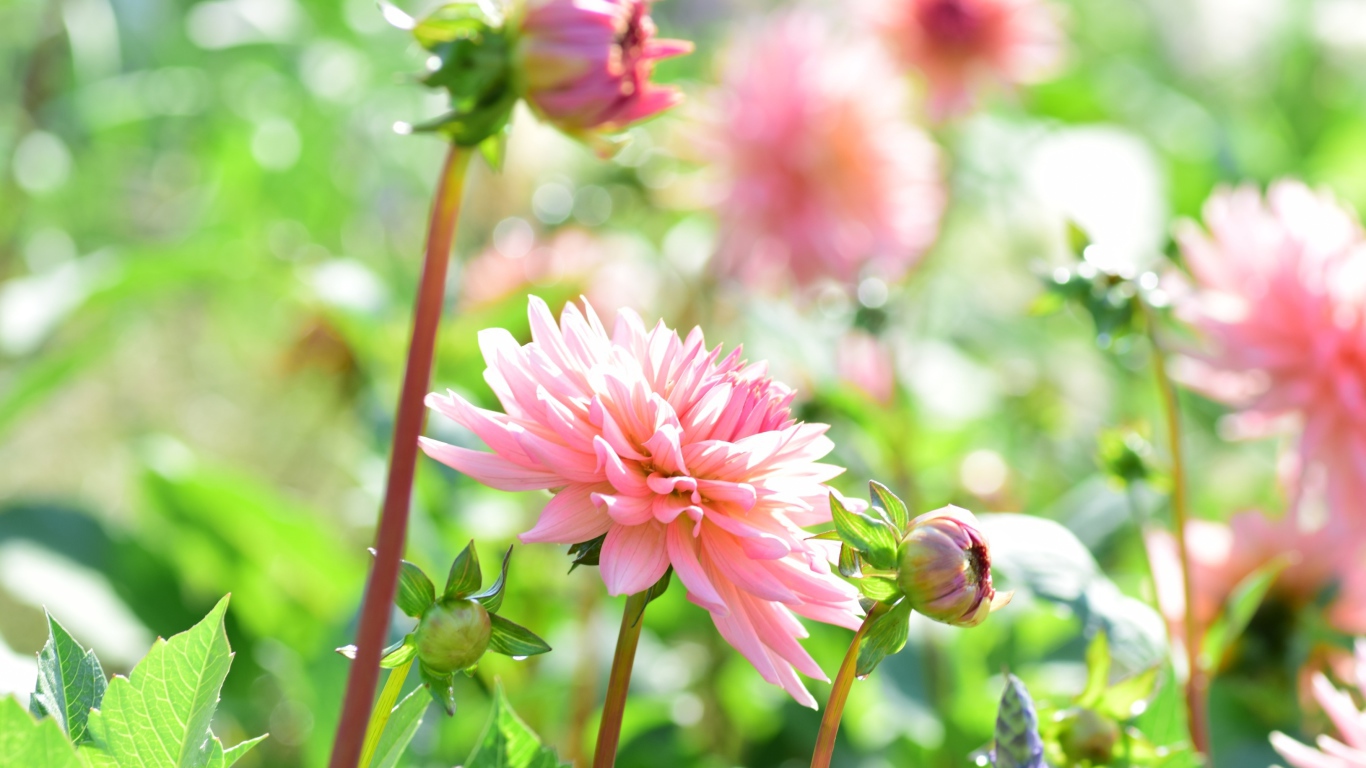 Пышная розовая георгина в саду 