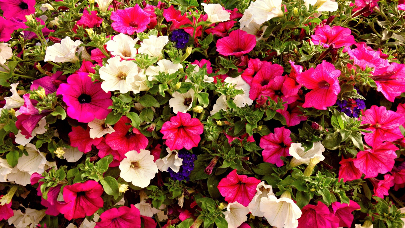 Разноцветные цветы петунии крупным планом
