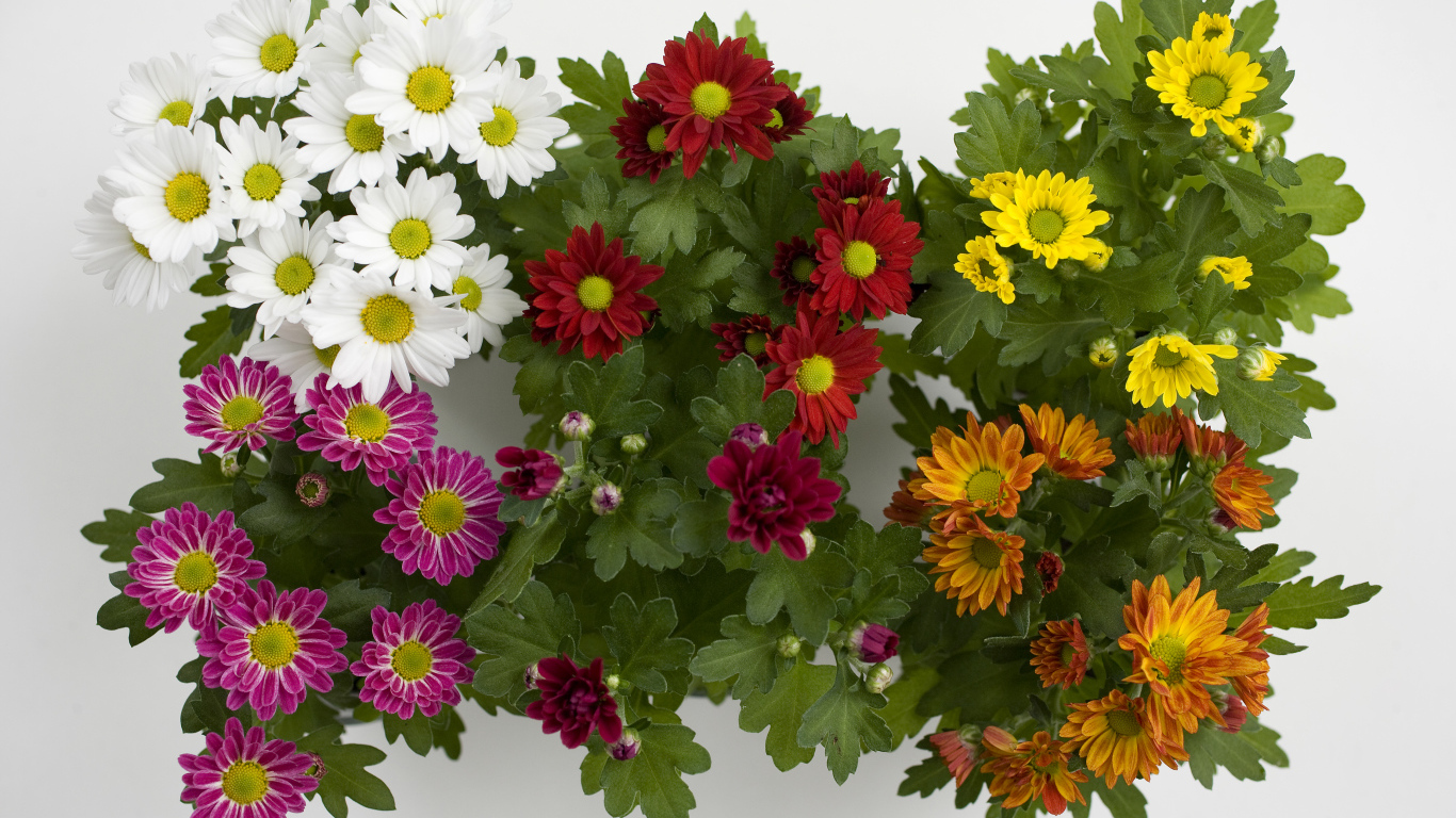 Разноцветные красивые цветы хризантемы на белом фоне