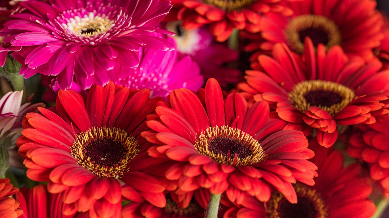 Разноцветные красивые  цветы герберы