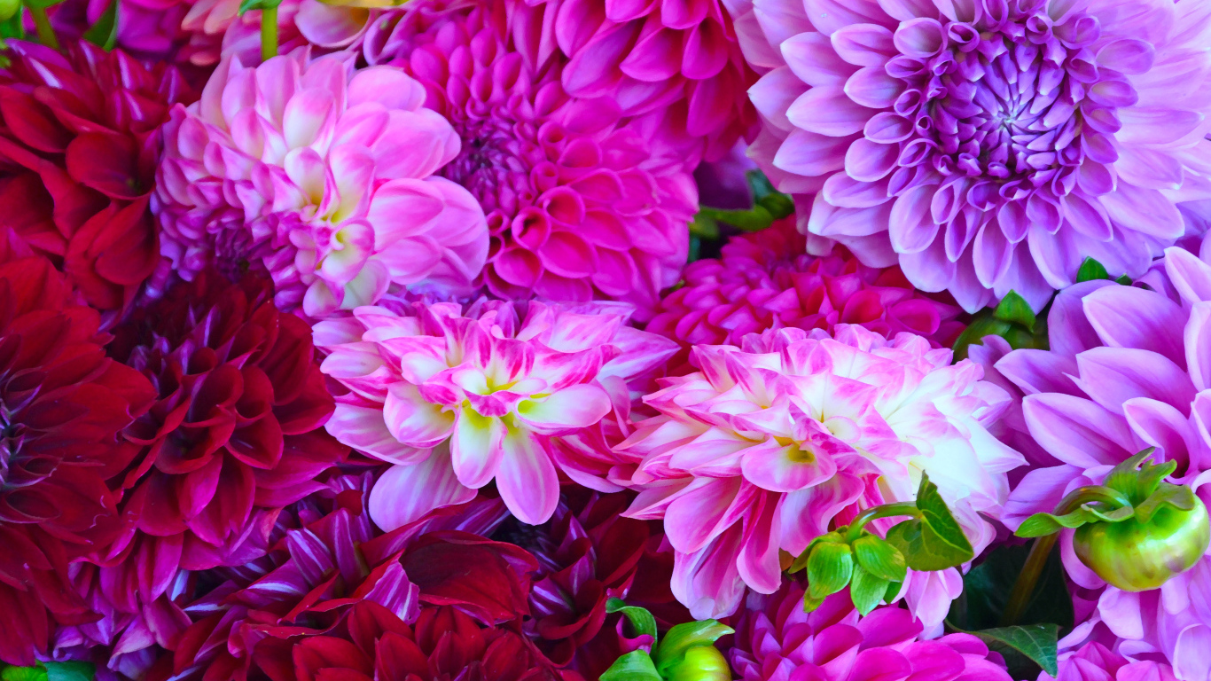 Разноцветные георгины крупным планом