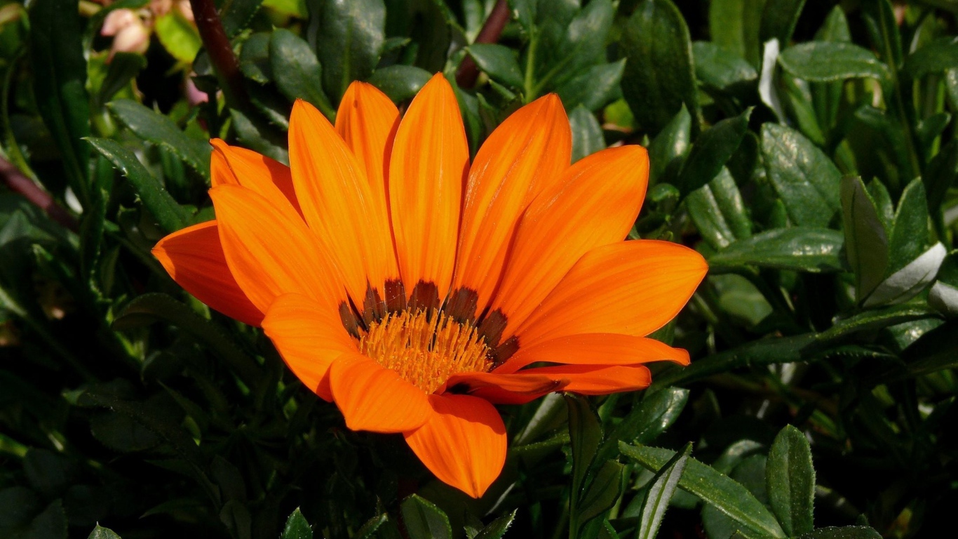 Оранжевый цветок газания крупным планом