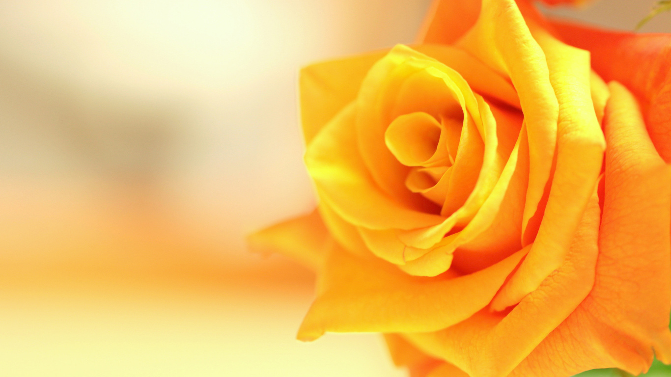 Оранжевый цветок роза крупным планом