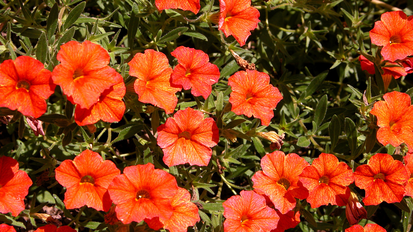 Оранжевые цветы калибрахоа крупным планом