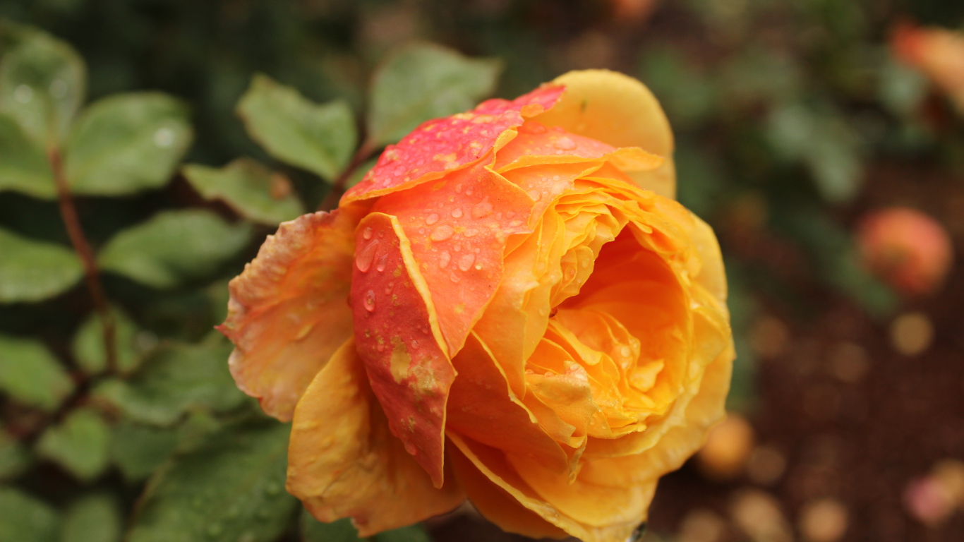 Оранжевая садовая роза в капельках росы