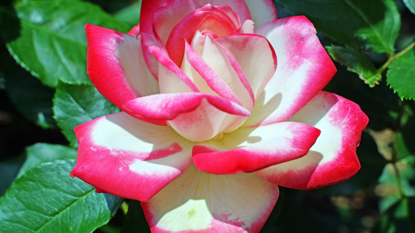 Розово -белая роза крупным планом 