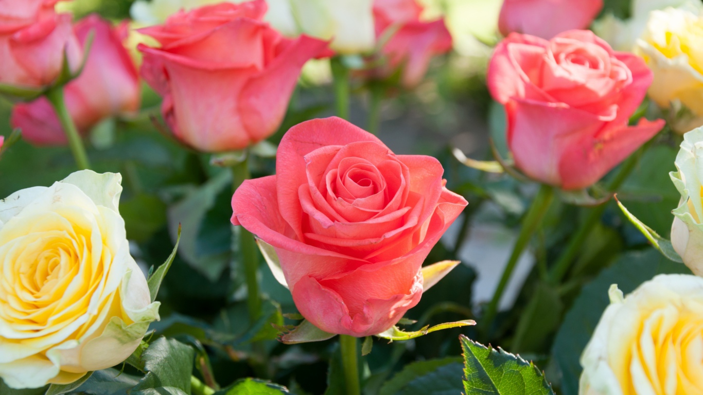 Розовые и желтые розы крупным планом