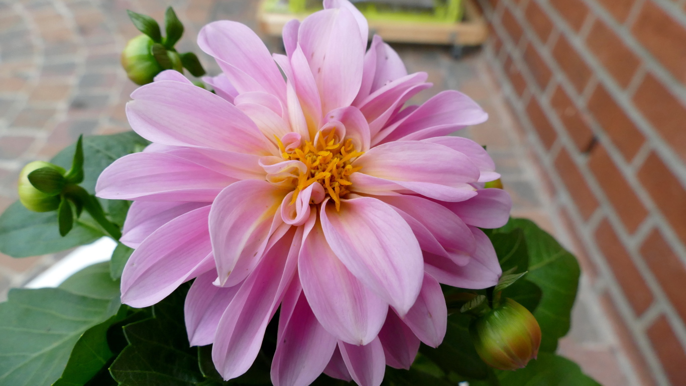 Розовая георгина с большими лепестками 