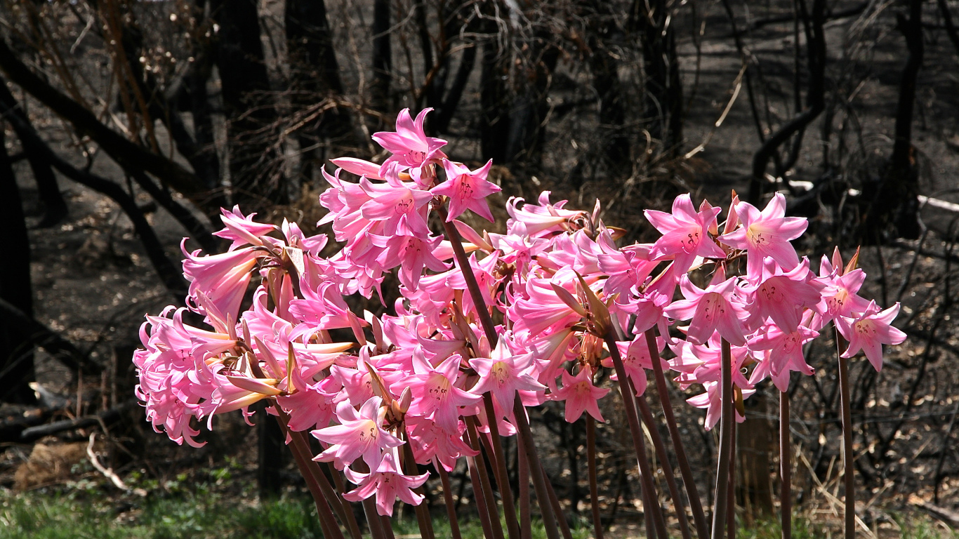Розовые цветы амариллис крупным планом