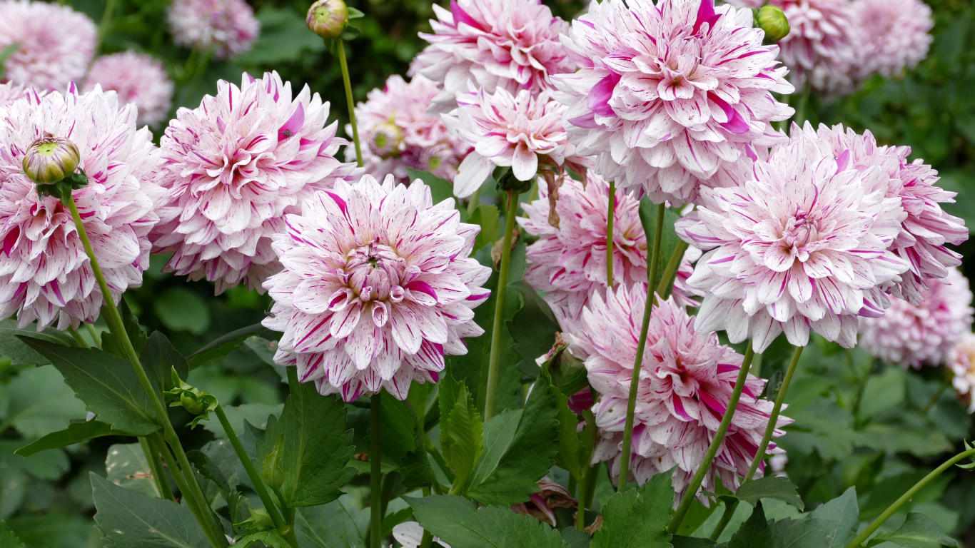 Розовые цветы георгины крупным планом