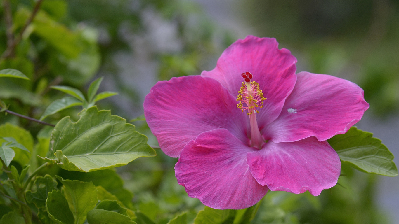 Розовый цветок гибискуса крупным планом 