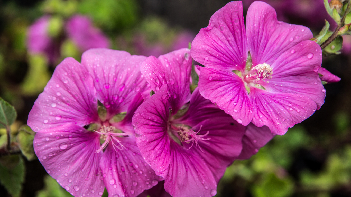 Лиловые цветы мальва в каплях росы