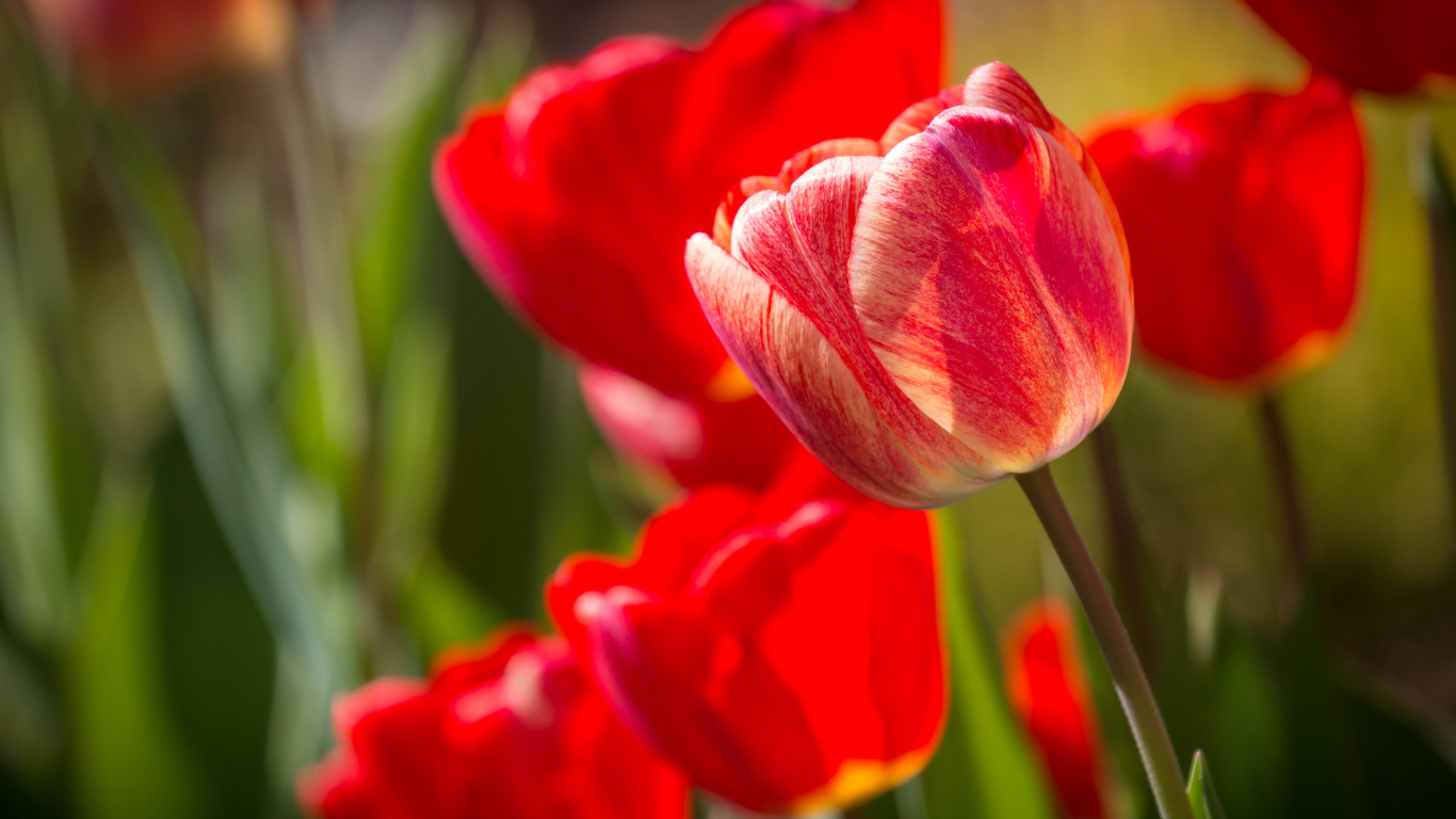 Красные красивые тюльпаны крупным планом