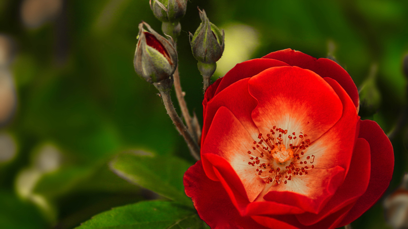 Красная нежная роза с бутонами крупным планом 