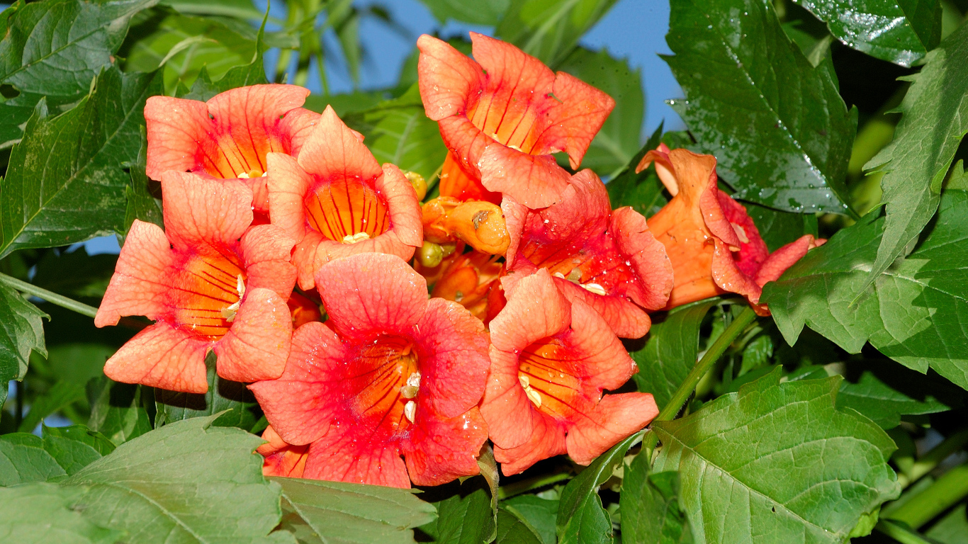 Красные цветы Кампсис крупным планом 