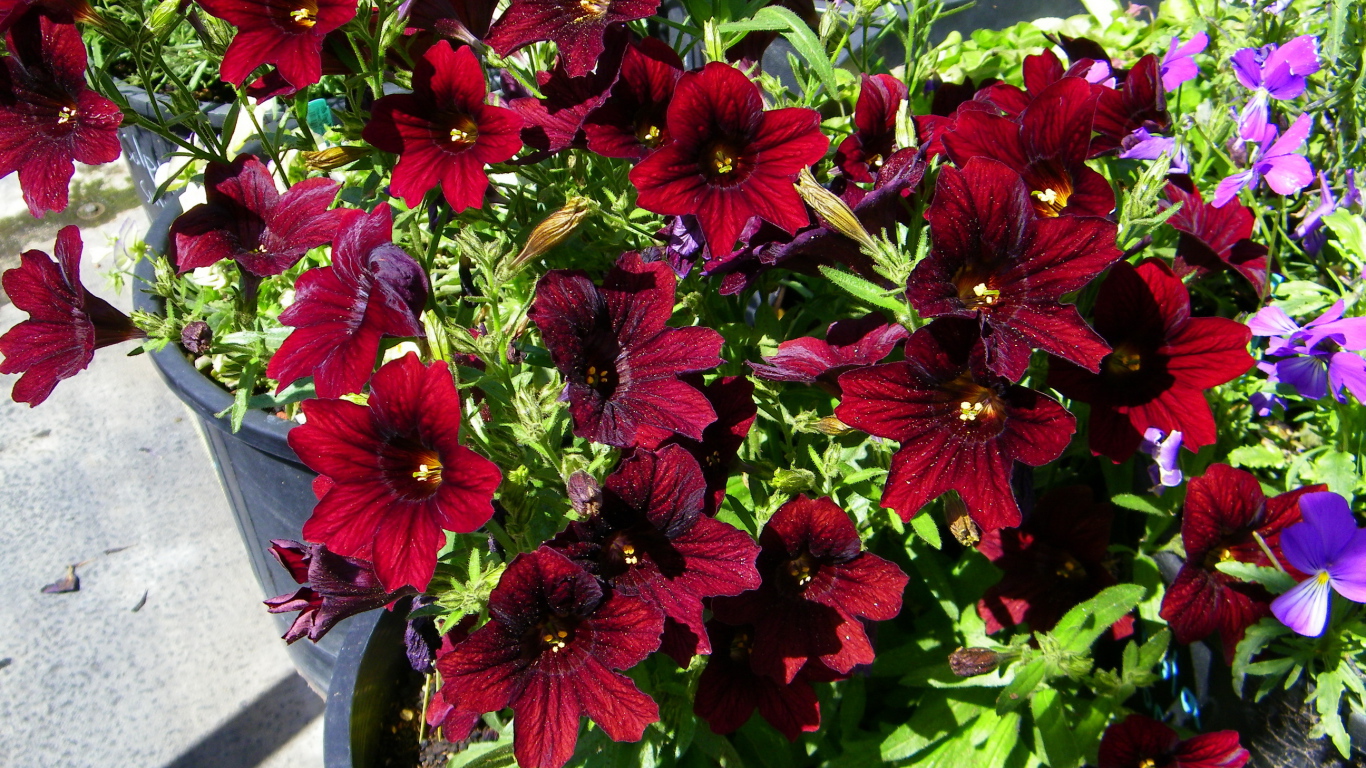 Красные цветы сальпиглоссис растут в горшках