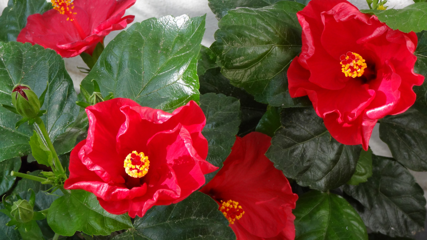 Красные цветы гибискуса с зелеными листьями крупным планом