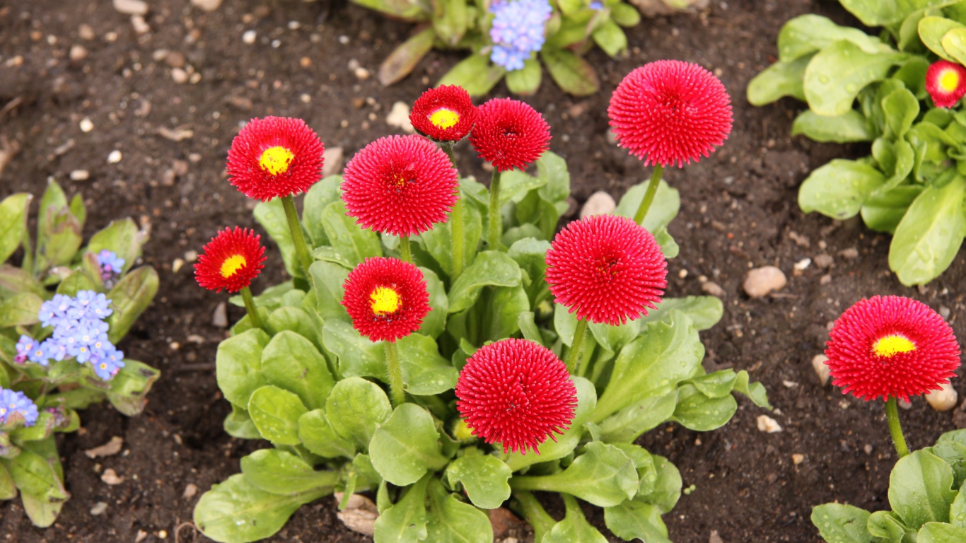 Красные пышные маргаритки на клумбе 