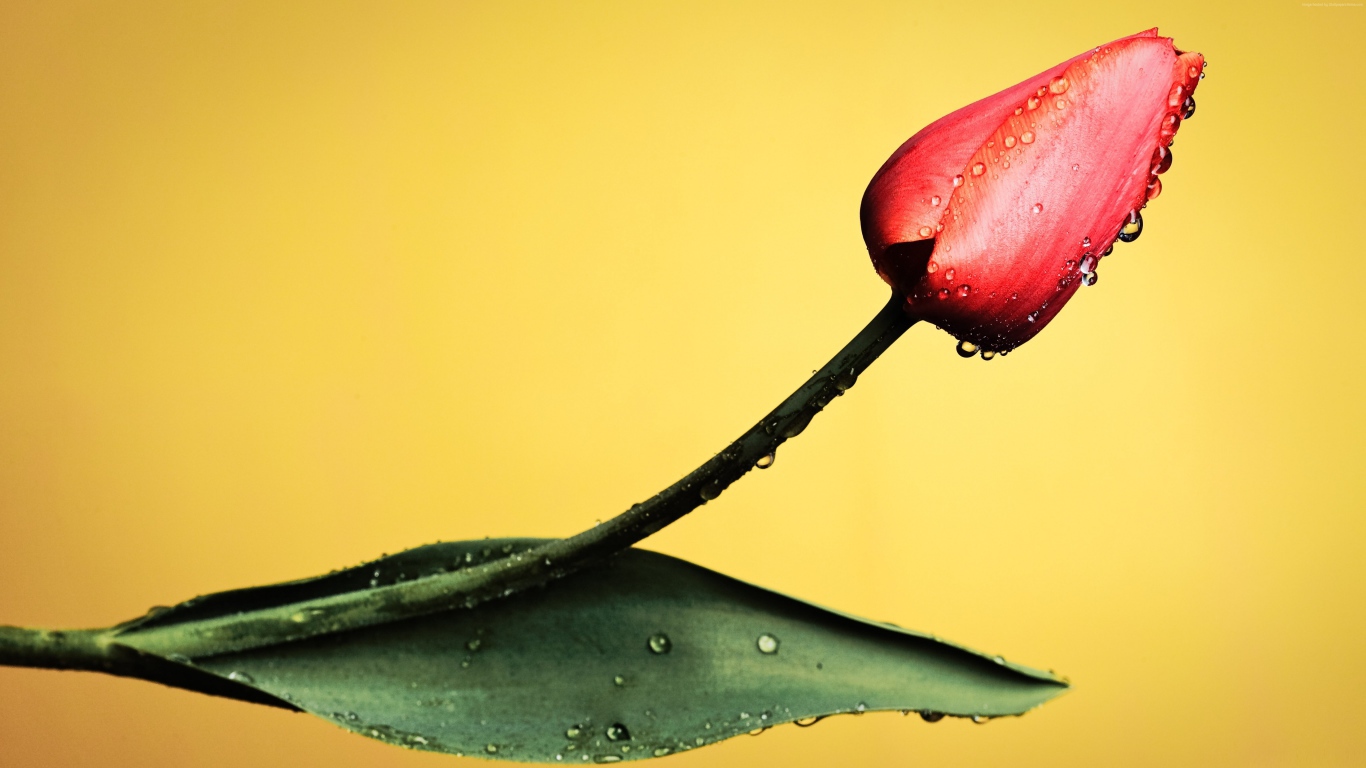 Красный тюльпан с капельками росы на желтом фоне