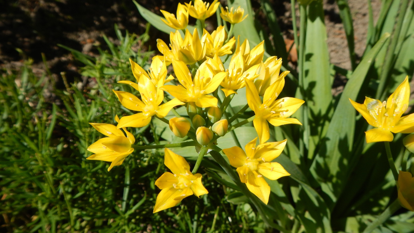 Маленькие желтые лилии вид сверху