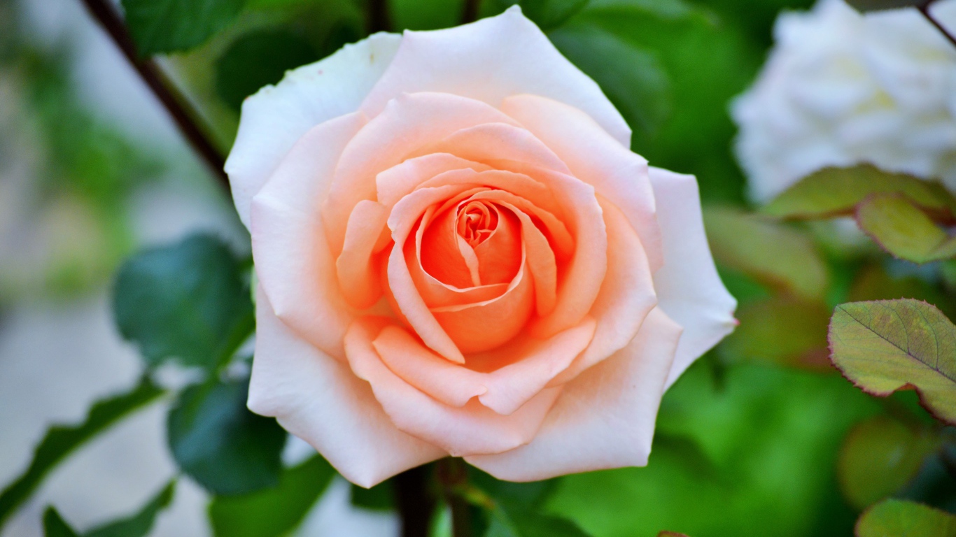 Нежная садовая роза кремового цвета 