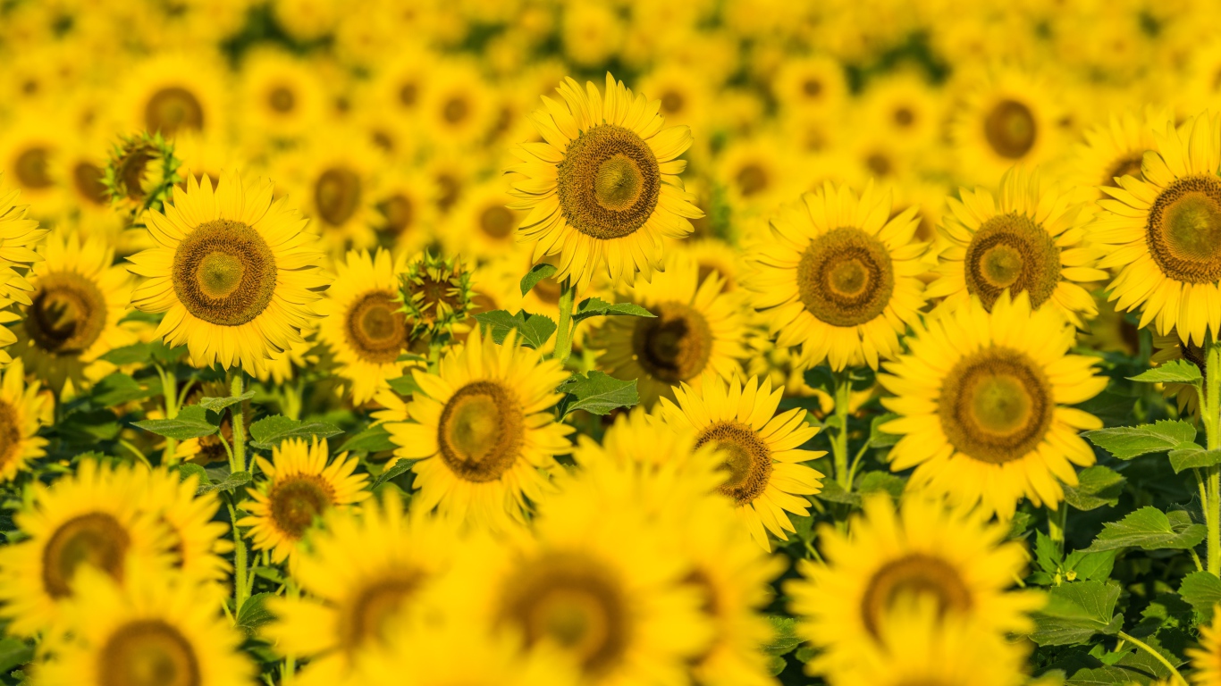 Поле солнечных цветущих подсолнухов летом