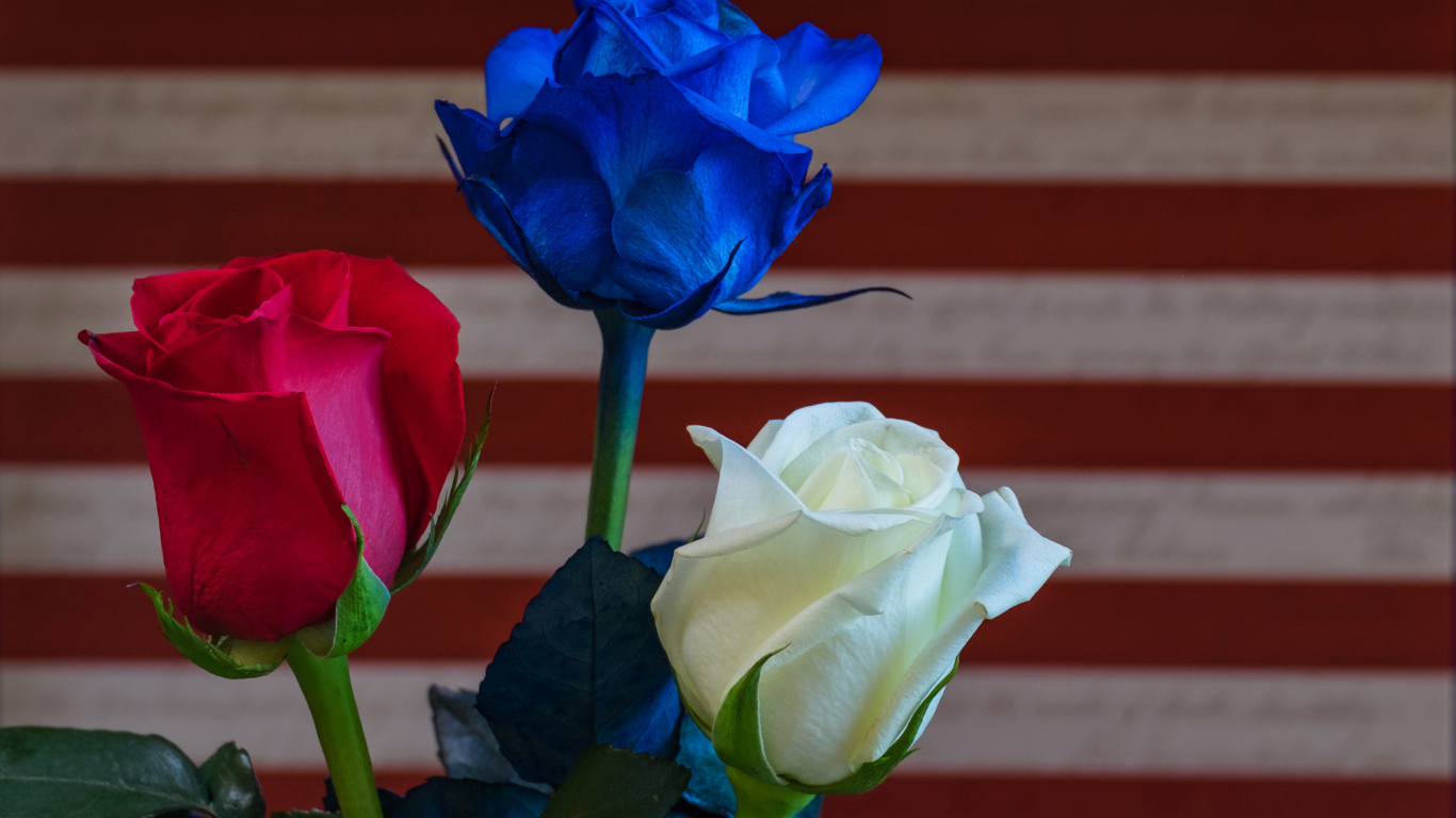 Три разноцветные розы крупным планом