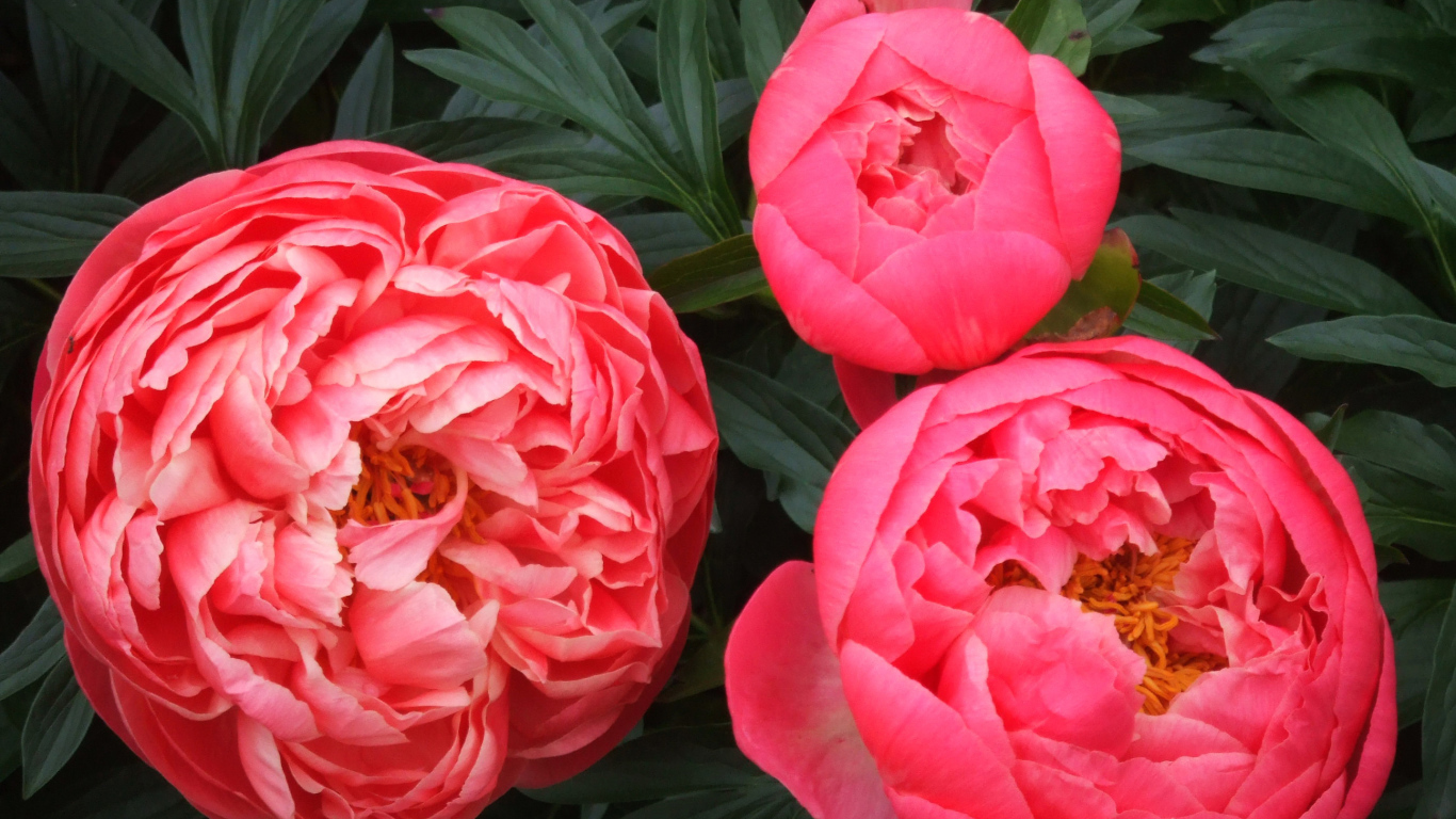 Три розовых пиона крупным планом 