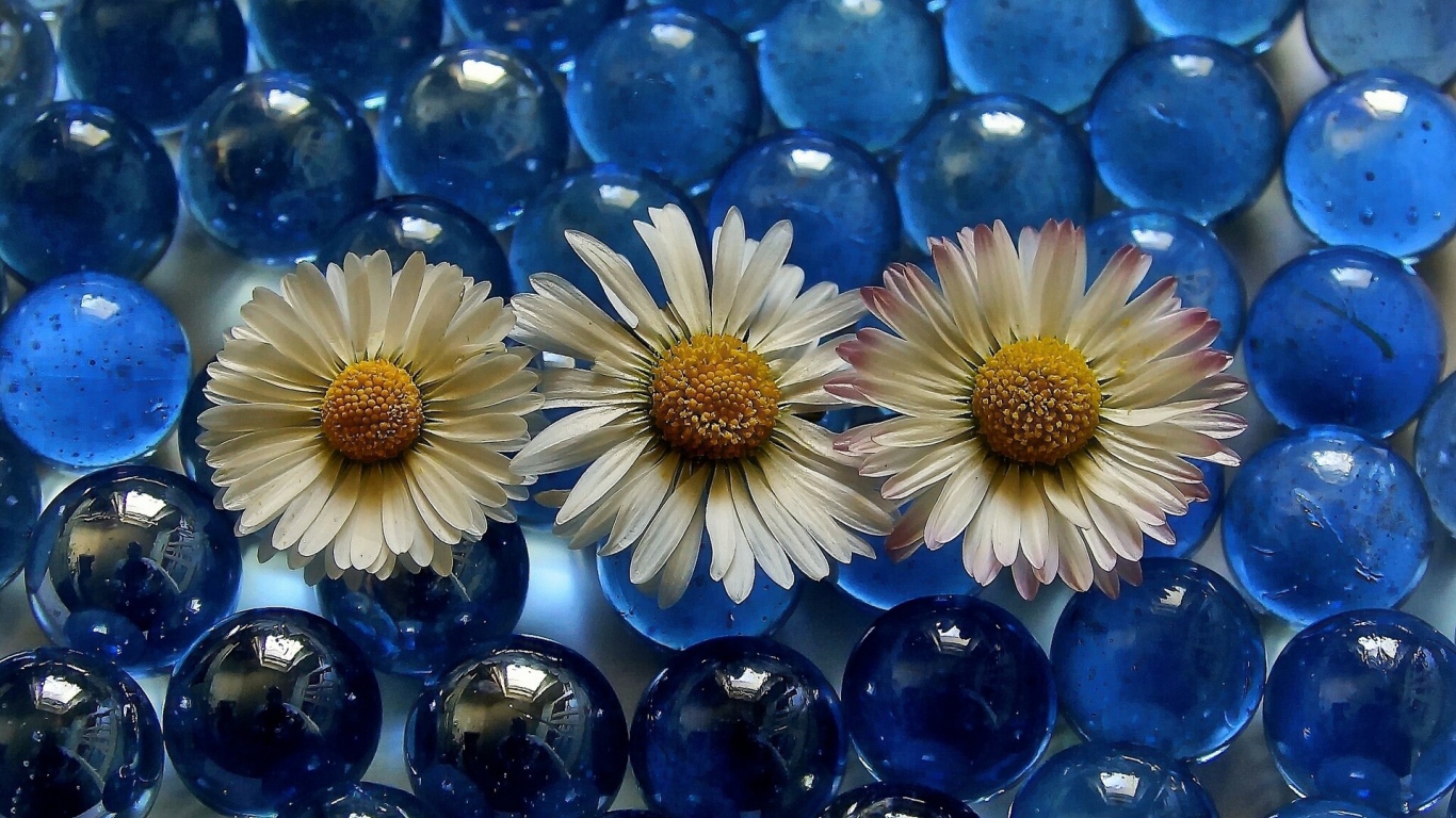 Три белых ромашки на голубых прозрачных шариках 