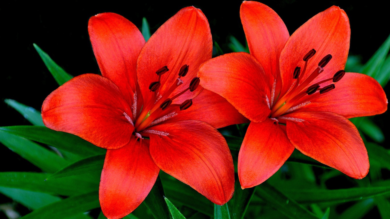 Две красивые оранжевые лилии крупным планом