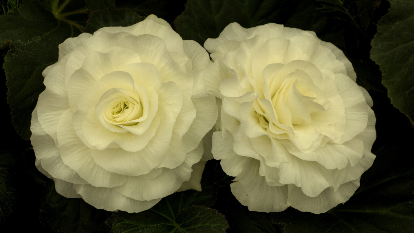 Два красивых нежных цветка бегонии 