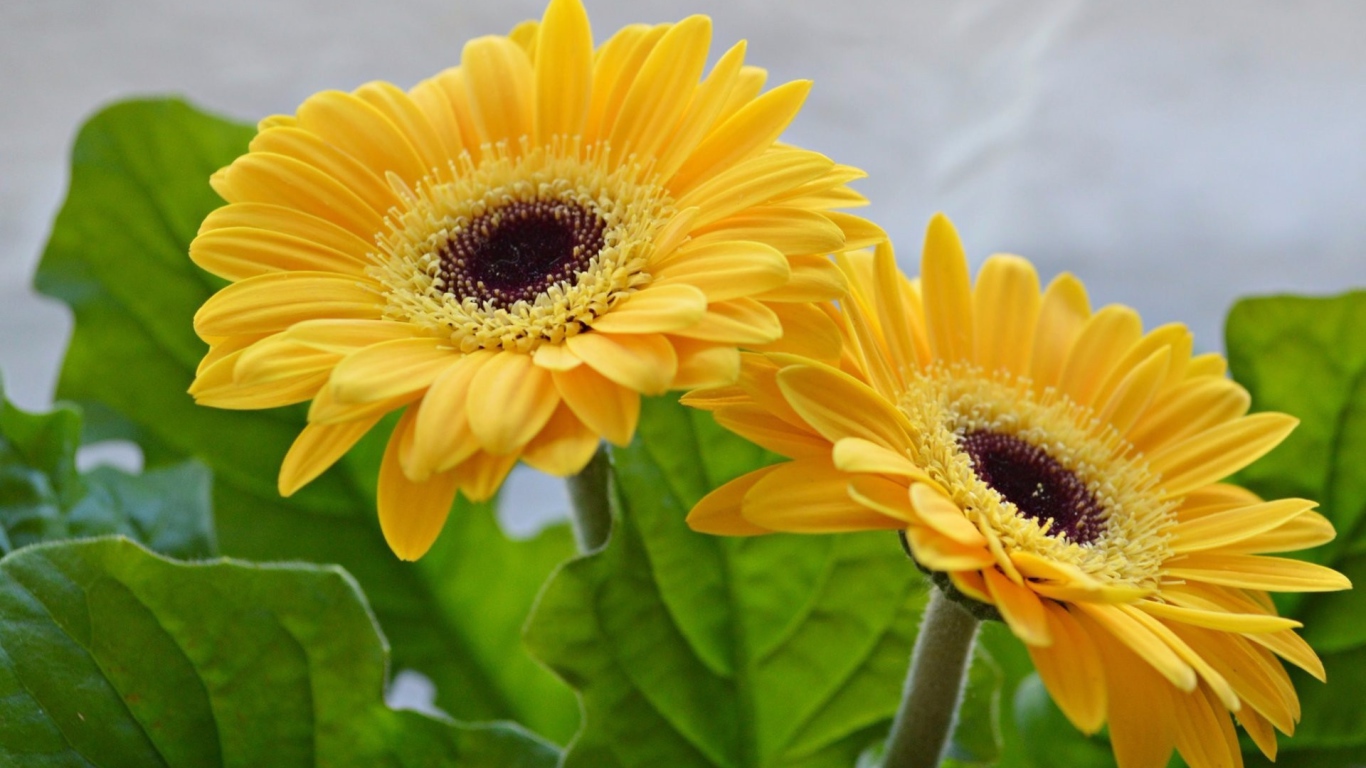 Две красивые желтые герберы 