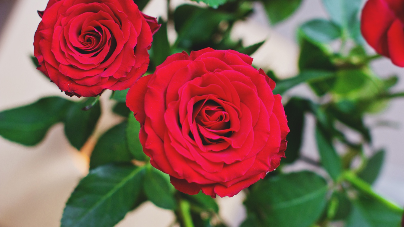 Две пышные красные розы 