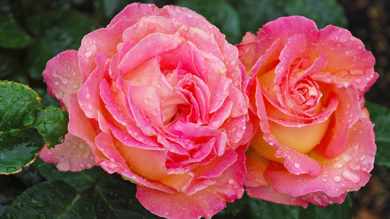 Две розовые розы крупным планом в каплях росы 