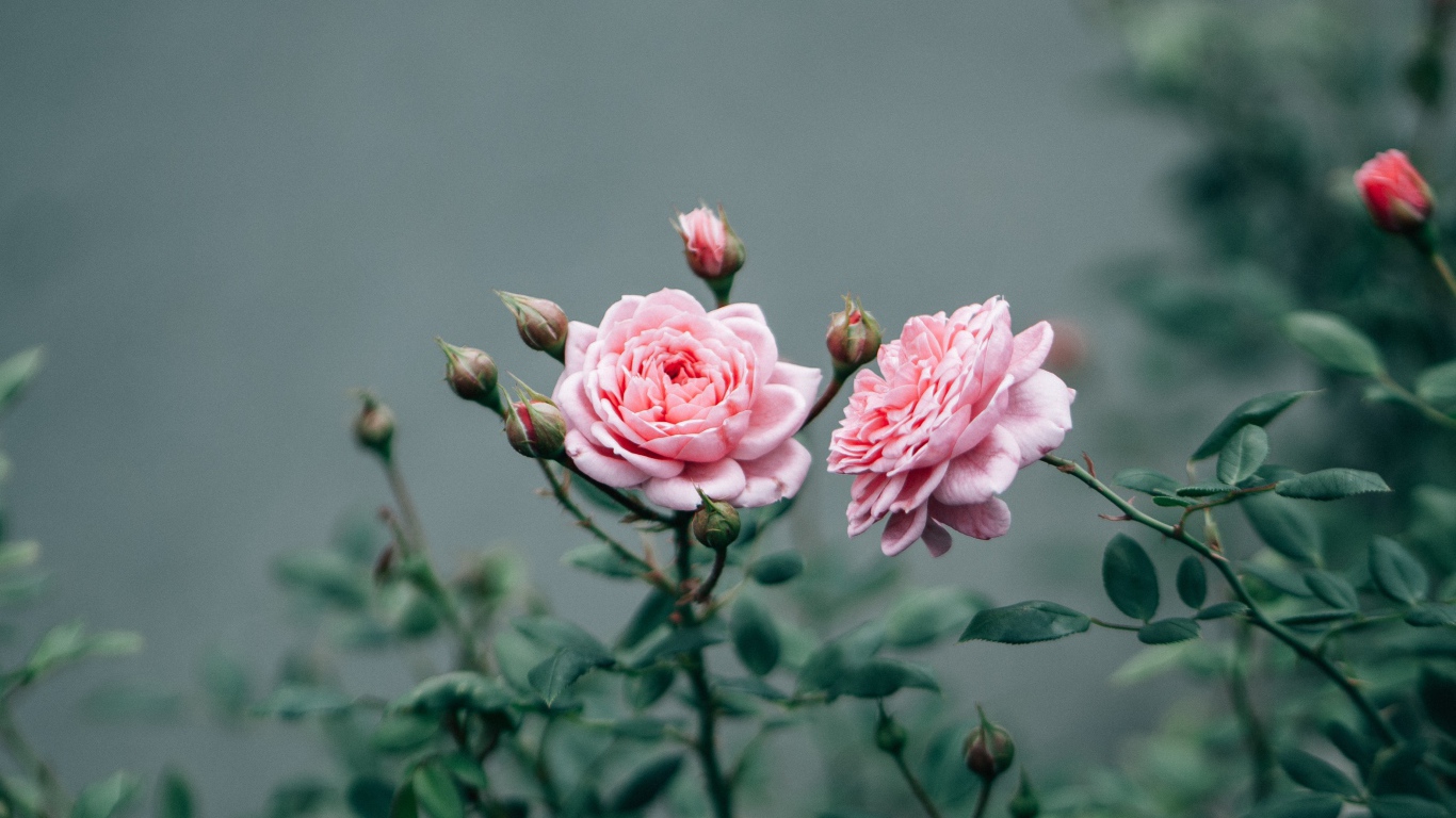 Две розовые розы с бутонами 