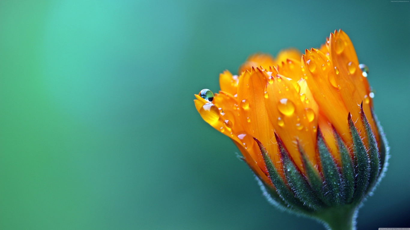 Нераспустившийся оранжевый цветок календулы в каплях росы