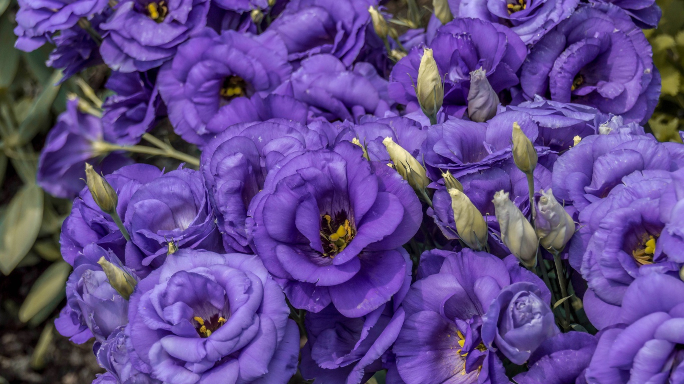 Фиолетовые красивые цветы эустома