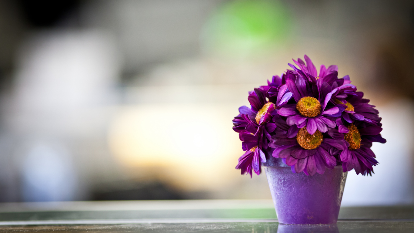 Фиолетовые цветы в горшке