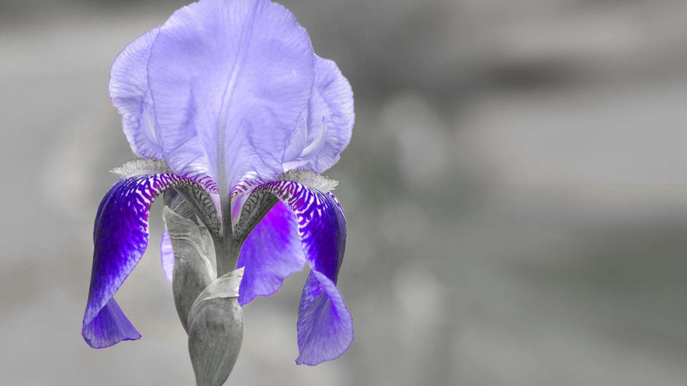 Фиолетовый ирис крупным планом на сером фоне