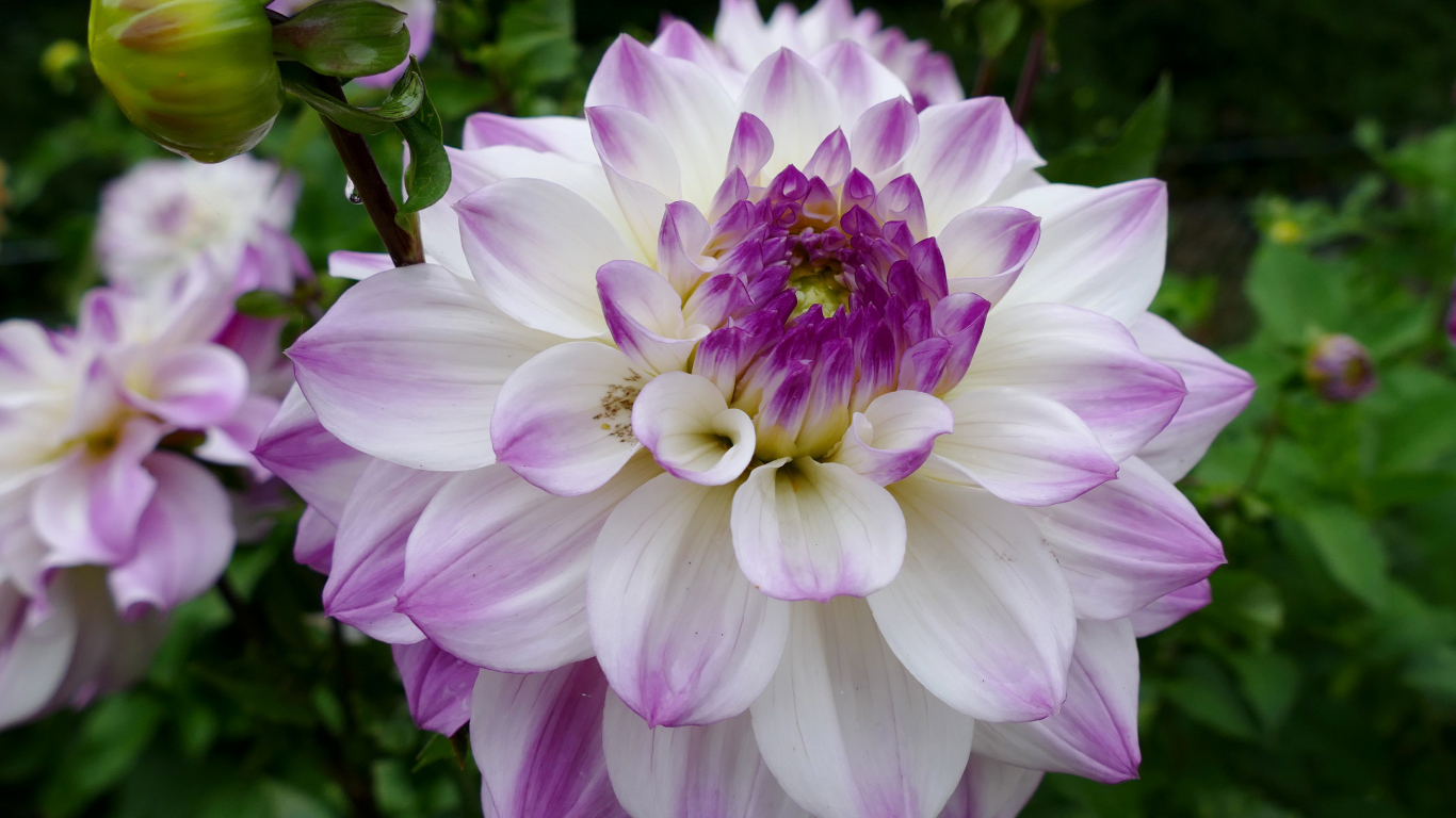 Бело - фиолетовый цветок георгины вблизи