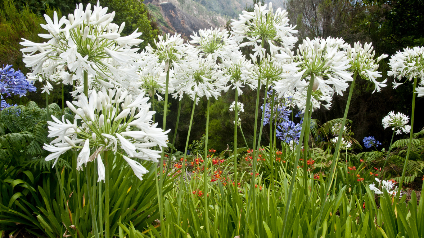Белые красивые цветы агапантус на клумбе в саду