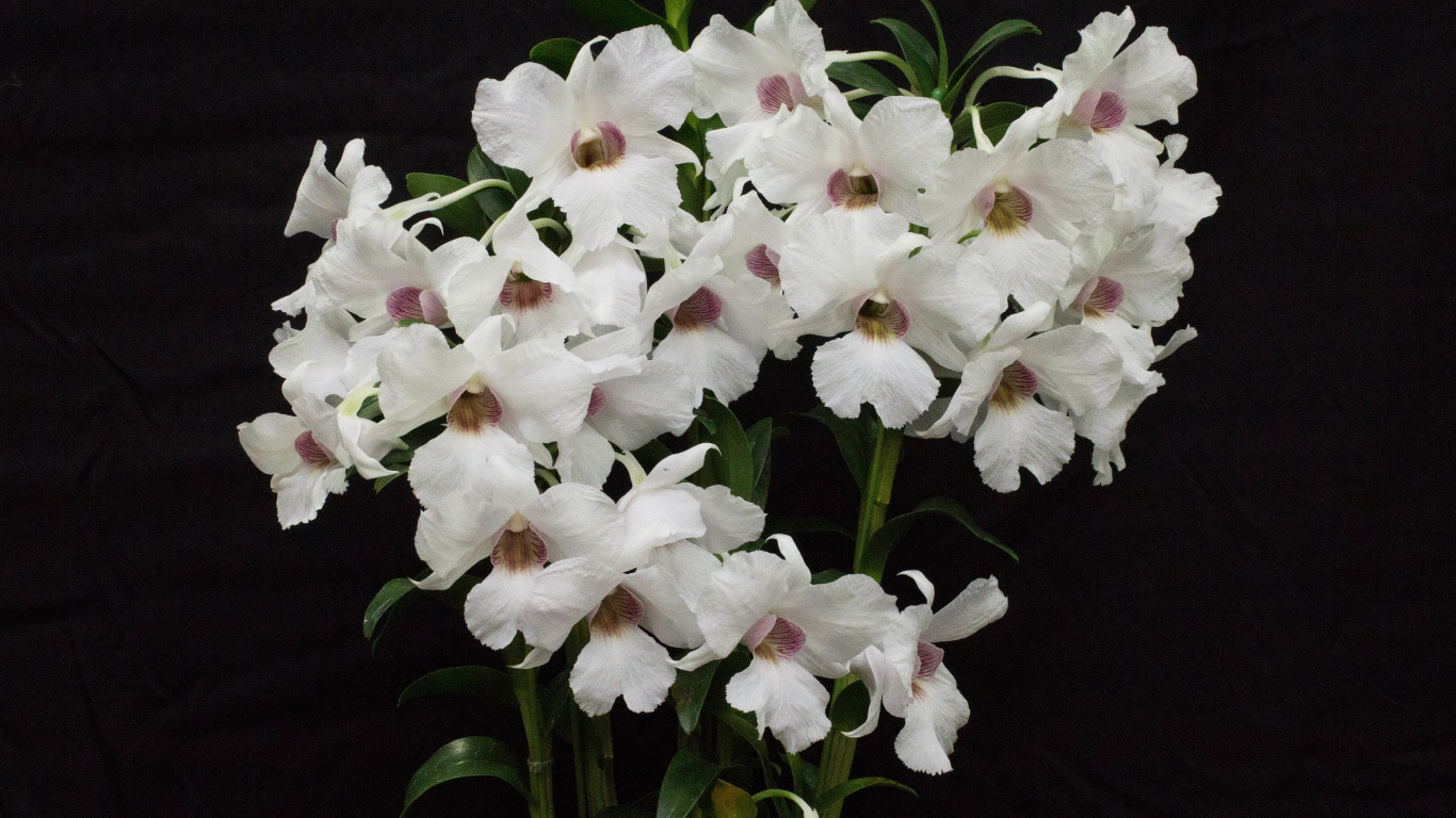 Белые красивые орхидеи на черном фоне