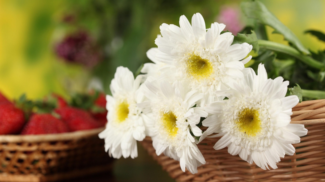 Белоснежные цветы хризантемы в корзине